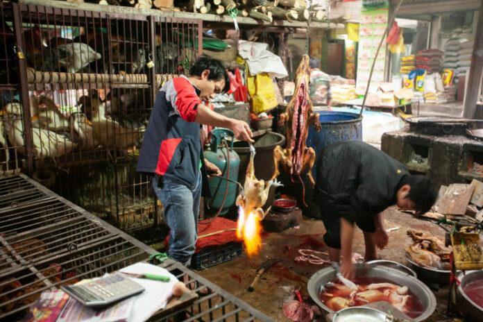 A male butcher using gas torch burning chicken and dog