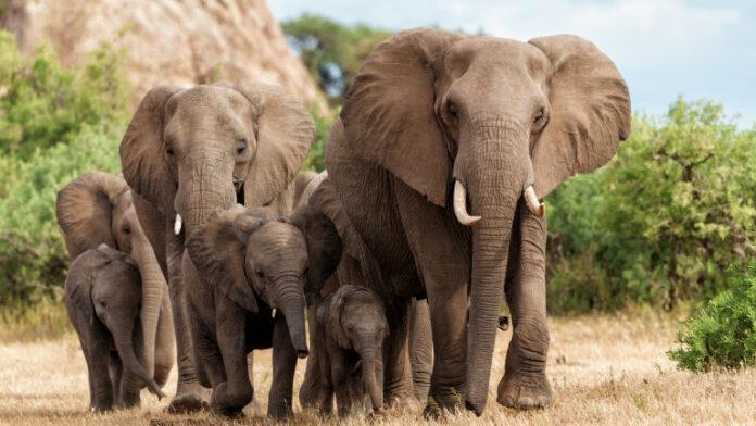 Elephant herd walking in Mashatu Game Reserve